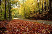 Toronto-Psychotherapist 